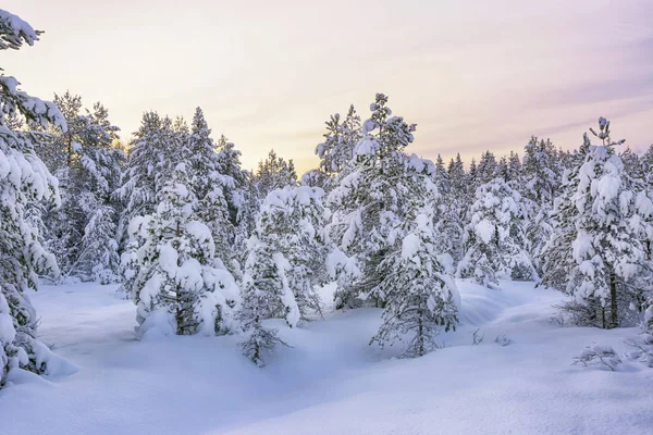 Floresta nevada — Fotografia de Stock