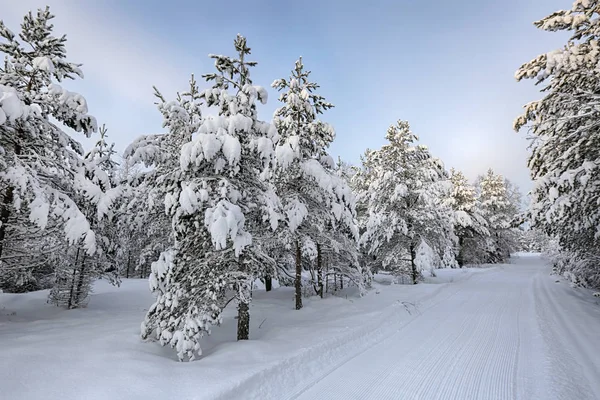 Floresta nevada — Fotografia de Stock