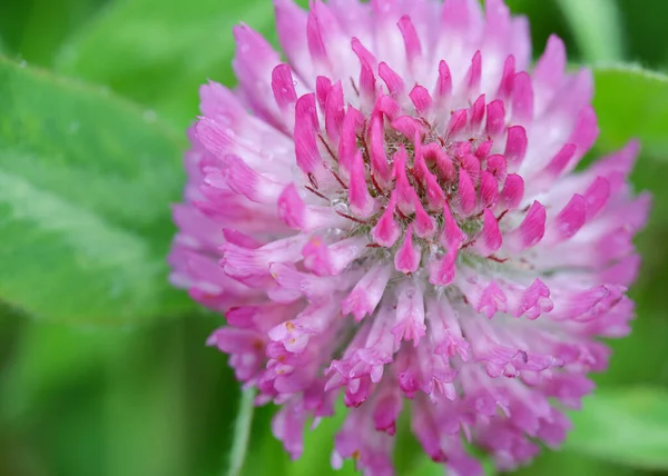 Clover — Stock Photo, Image