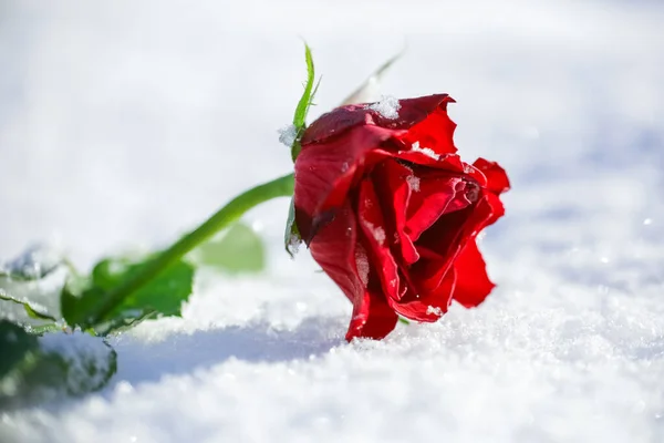 Червона Троянда Вкрита Снігом Після Снігопаду — стокове фото