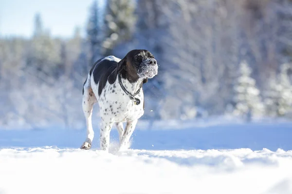 Hund Engelska Pekaren Kör Snön Vintern — Stockfoto