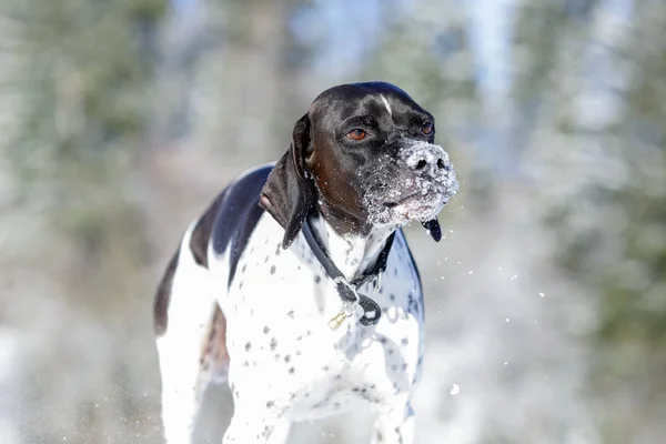 Cane Puntatore Inglese Ritratto Inverno — Foto Stock