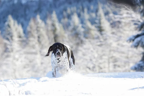 Σκύλος Αγγλικό Δείκτη Τρέχει Στο Χιόνι Χειμώνα Στο Χιονισμένο Δάσος — Φωτογραφία Αρχείου