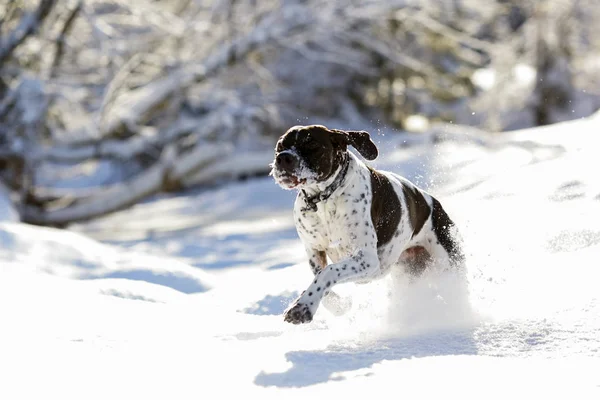 Cão Inglês Ponteiro Correndo Floresta Nevada Inverno — Fotografia de Stock