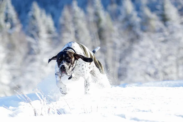 Hund Engelska Pekaren Kör Snön Vintern — Stockfoto