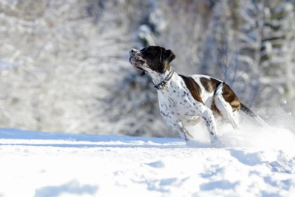 Perro Inglés Puntero Corriendo Bosque Nevado Invierno —  Fotos de Stock