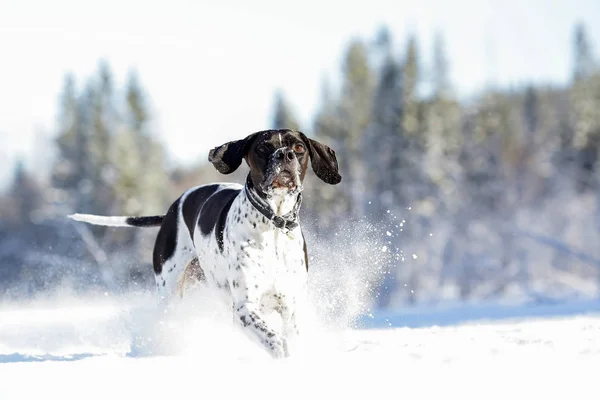 Cão Inglês Ponteiro Correndo Neve Inverno — Fotografia de Stock