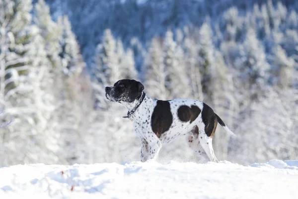 Hund Englisch Zeiger Steht Verschneiten Wald Winter — Stockfoto