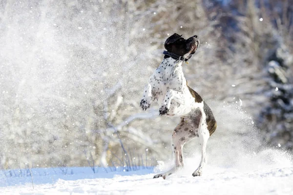 Hund Engelska Pekaren Hoppar Snön Vintern — Stockfoto