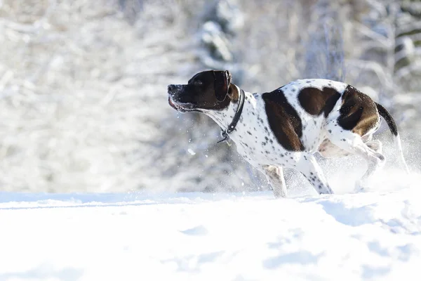 Σκύλος Αγγλικό Δείκτη Τρέχει Στο Χιονισμένο Δάσος Χειμώνα — Φωτογραφία Αρχείου