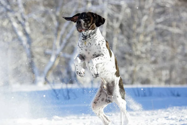 Σκύλος Αγγλικό Δείκτη Άλμα Στο Χιόνι Χειμώνα — Φωτογραφία Αρχείου