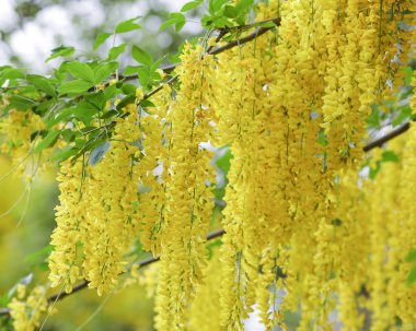 Sarı çiçek açan Akasya ile yaz arkaplanı 