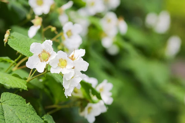 Fundo Verão Com Flores Brancas Jardim — Fotografia de Stock