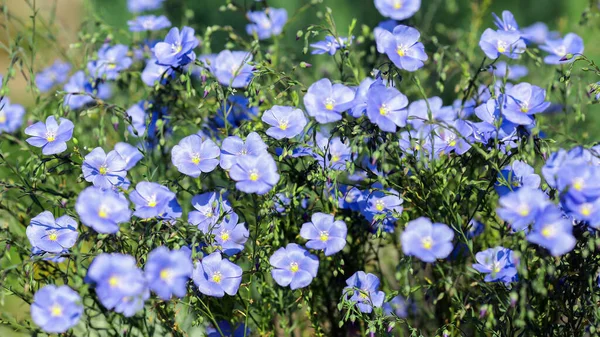 Fundo Verão Com Flor Azul Linum — Fotografia de Stock
