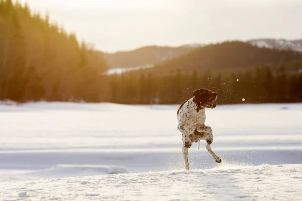 Σκύλος Αγγλικό Δείκτη Παίζει Στο Χιόνι Την Άνοιξη — Φωτογραφία Αρχείου