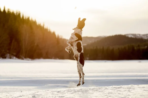 Cane Puntatore Inglese Che Gioca Sulla Neve Primavera — Foto Stock