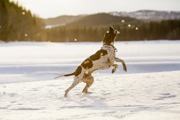 Pes Anglický Ukazatel Hrát Sněhu Jaře — Stock fotografie
