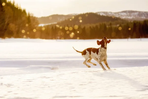 春の雪の上で遊ぶ犬のポインタ — ストック写真