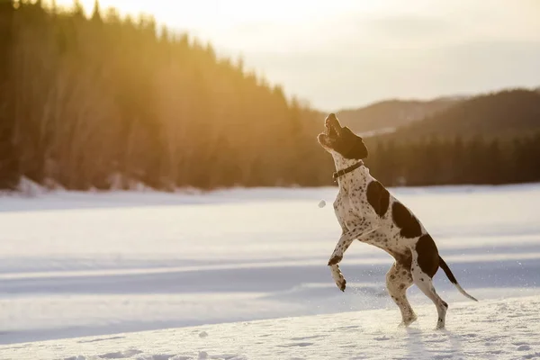 春の雪の上で遊ぶ犬英語ポインタ — ストック写真