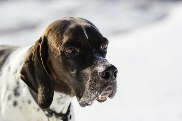 Cane Puntatore Inglese Ritratto Sullo Sfondo Bianco Primo Piano — Foto Stock