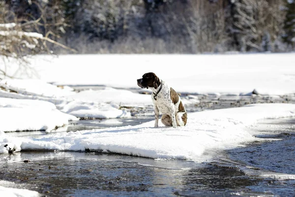 Σκύλος Αγγλικό Δείκτη Κάθεται Στο Χιόνι Και Απολαύσετε Τον Καιρό — Φωτογραφία Αρχείου