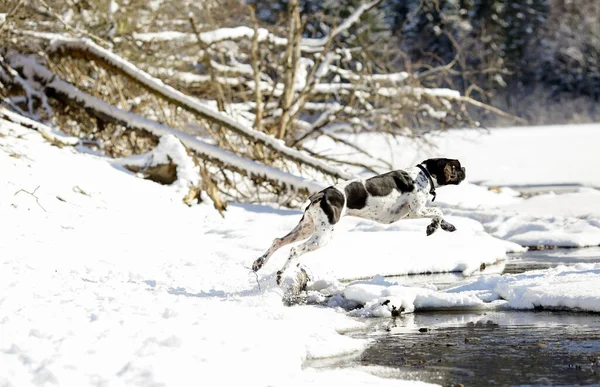 Σκύλος Αγγλικό Δείκτη Άλμα Στο Νερό Στο Χιονισμένο Δάσος Άνοιξη — Φωτογραφία Αρχείου
