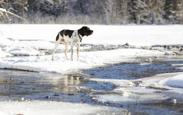 Hund Engelsk Pekare Står Snön Den Snöiga Skogen Och Njuter — Stockfoto