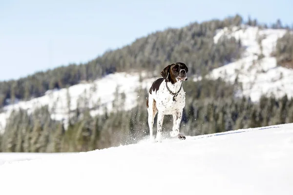 Hund Läuft Auf Schnee Den Bergen — Stockfoto