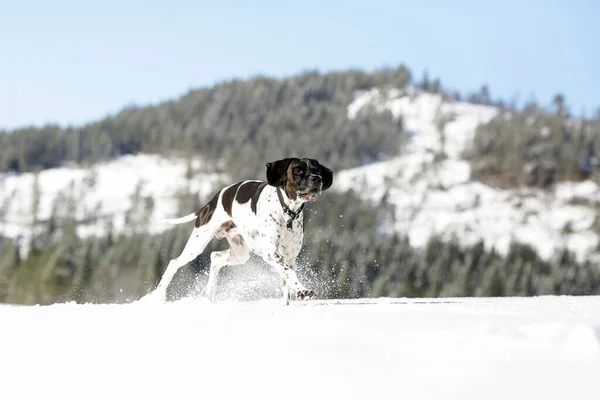 山の中の雪の上を走る犬の英語ポインタ — ストック写真