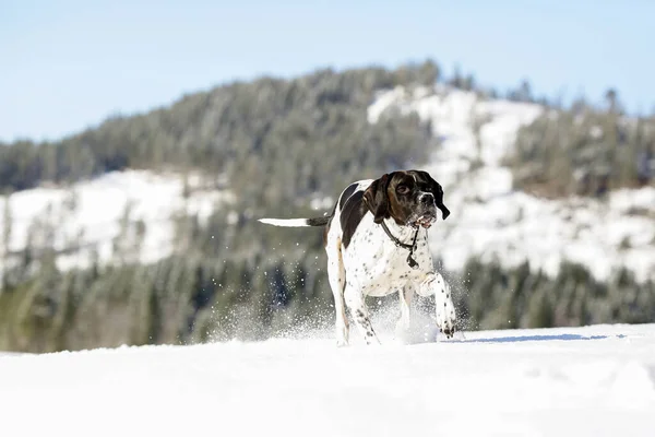 Dog Inglês Ponteiro Correndo Sobre Neve Nas Montanhas — Fotografia de Stock