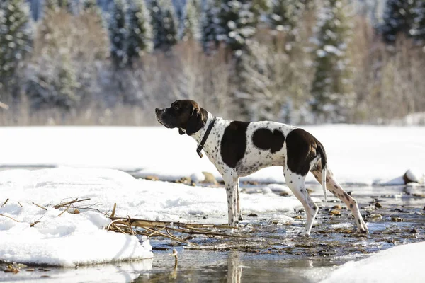 Hund Engelska Pekare Njuter Våren Den Snöiga Skogen — Stockfoto
