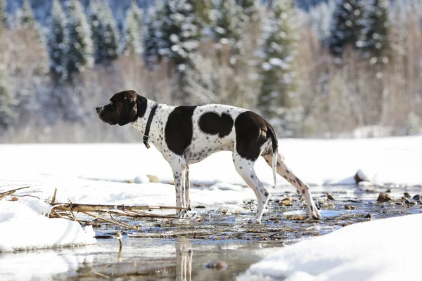 Hund Genießt Frühling Verschneiten Wald — Stockfoto