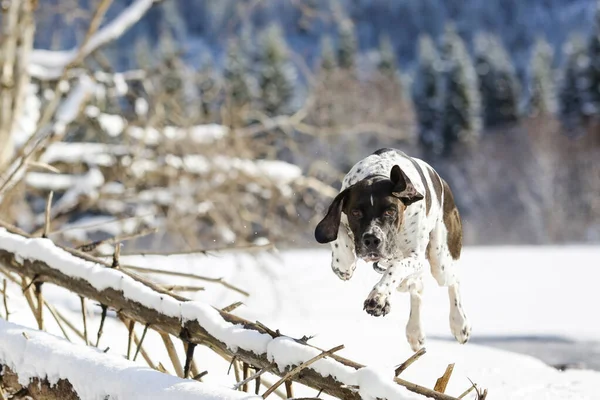 Hund Engelska Pekaren Hoppar Över Trädet Den Snöiga Skogen — Stockfoto
