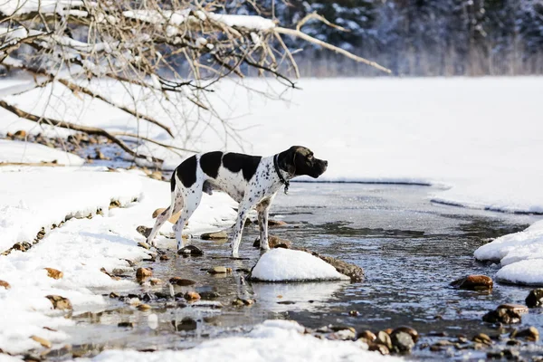 Σκύλος Αγγλικό Δείκτη Στέκεται Στο Ρέμα Στο Χιονισμένο Δάσος Και — Φωτογραφία Αρχείου