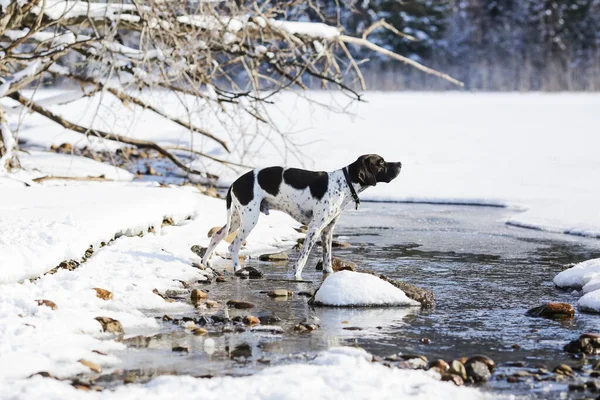 Hund Steht Wasser Und Genießt Den Frühling Verschneiten Wald — Stockfoto