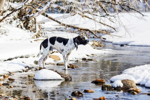 Σκύλος Αγγλικό Δείκτη Στέκεται Στο Νερό Στο Χιονισμένο Δάσος Και — Φωτογραφία Αρχείου