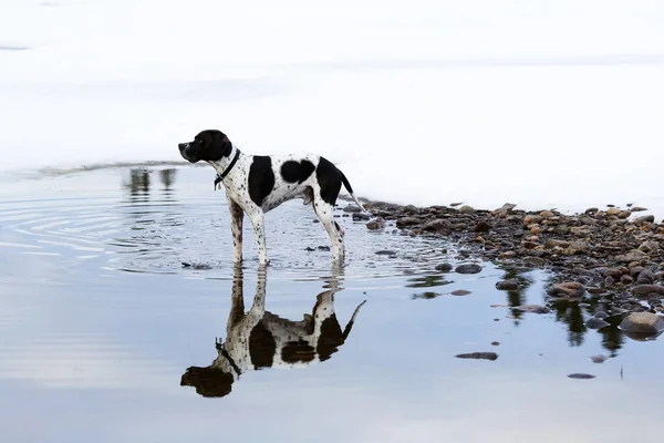 Σκύλος Άγγλος Ponter Στέκεται Στο Νερό Την Άνοιξη — Φωτογραφία Αρχείου