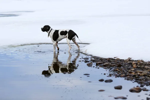 Pes Anglický Ukazatel Stojící Vodě Jaře — Stock fotografie