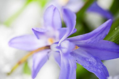 Nisan ayında kar yağdıktan sonra mavi çiçek Chionodoxa Forbesli karla kaplandı 