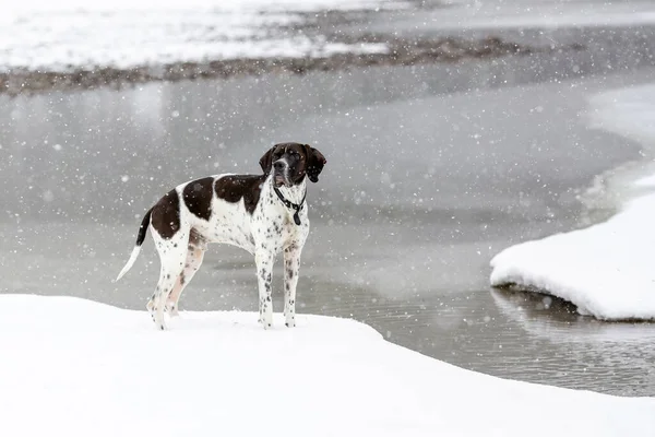 Hund Englisch Zeiger Steht See Schneefall — Stockfoto