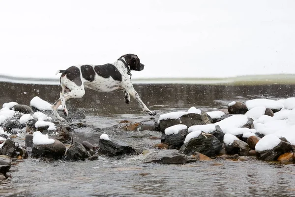 Cane Puntatore Inglese Attraversando Torrente Nella Nevicata — Foto Stock