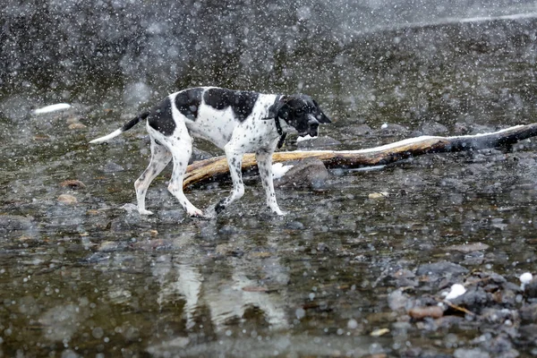 Собака Англійська Вказівник Стоїть Воді Снігопаді — стокове фото