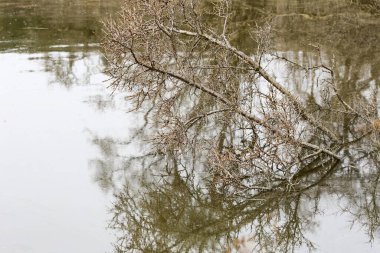 Norveç doğasında bahar seli Leinoera 'yı ihtiva ediyor, sudaki deniz karabatağı ağacı. 