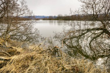 Doğadaki Gaula Nehri 'ni sel bastı. Leinoera' yı sakladı. 