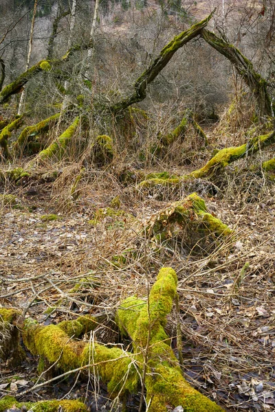 Wild forest with sea buckthorn trees in the nature reserve Leinoera