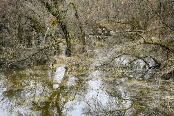 Jarní Povodeň Přírodní Rezervaci Leinoera Trnitými Stromy Vodě — Stock fotografie