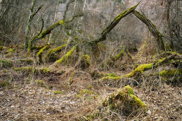 Foresta Selvaggia Con Olivello Spinoso Nella Riserva Naturale Leinoera — Foto Stock
