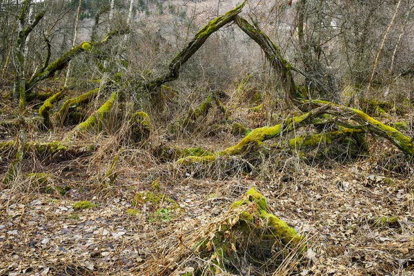 Дикий Лес Заповеднике Лейноера Весной — стоковое фото