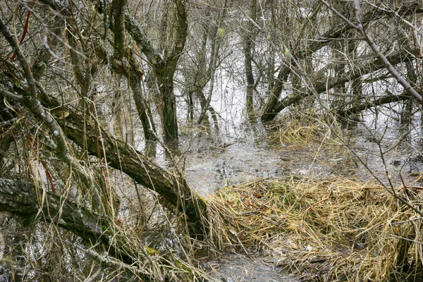 Sprng Översvämning Vid Floden Gaula Naturen Resrve Leinoera Med Havtorn — Stockfoto