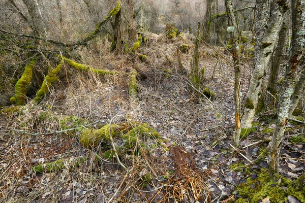 Vild Skog Naturreservatet Leinoera Våren — Stockfoto